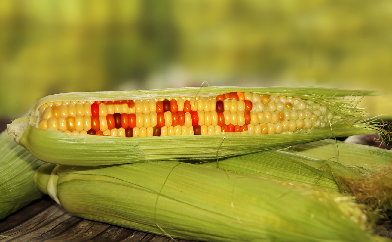 monsanto-to-sell-genetically-modified-sweet-corn